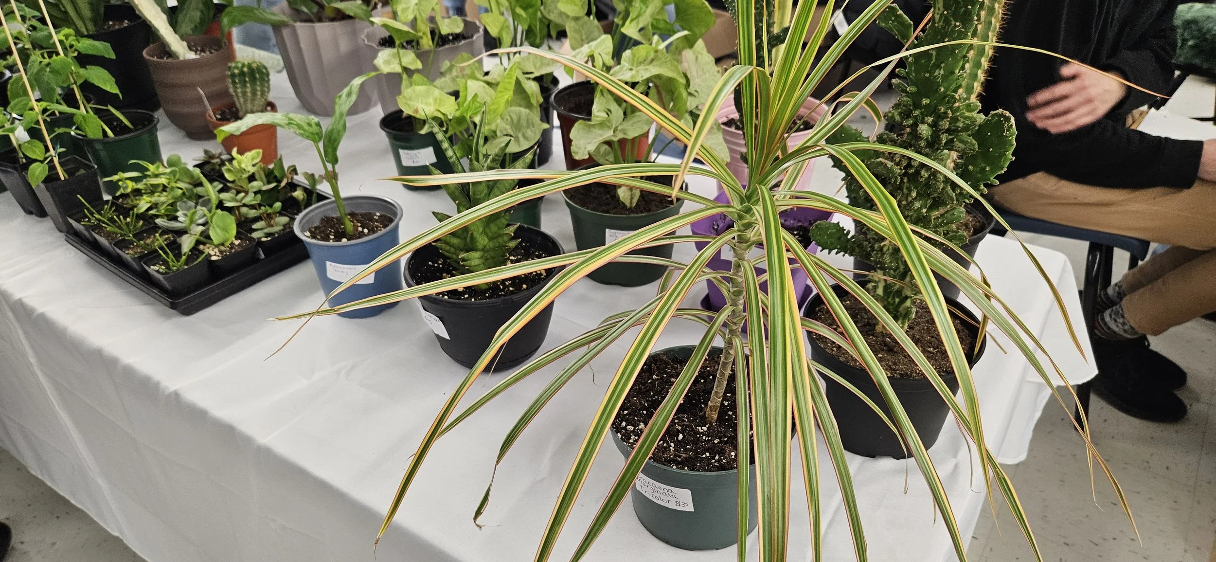 Plant Expo plants2.jpg