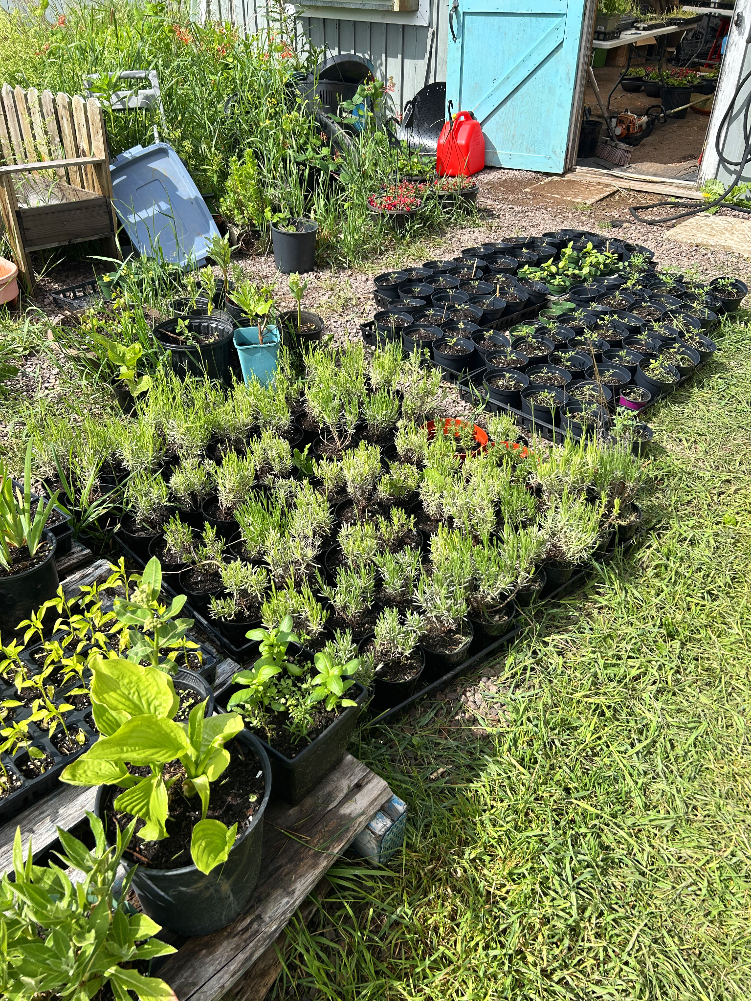 LavenHop+Garden.png