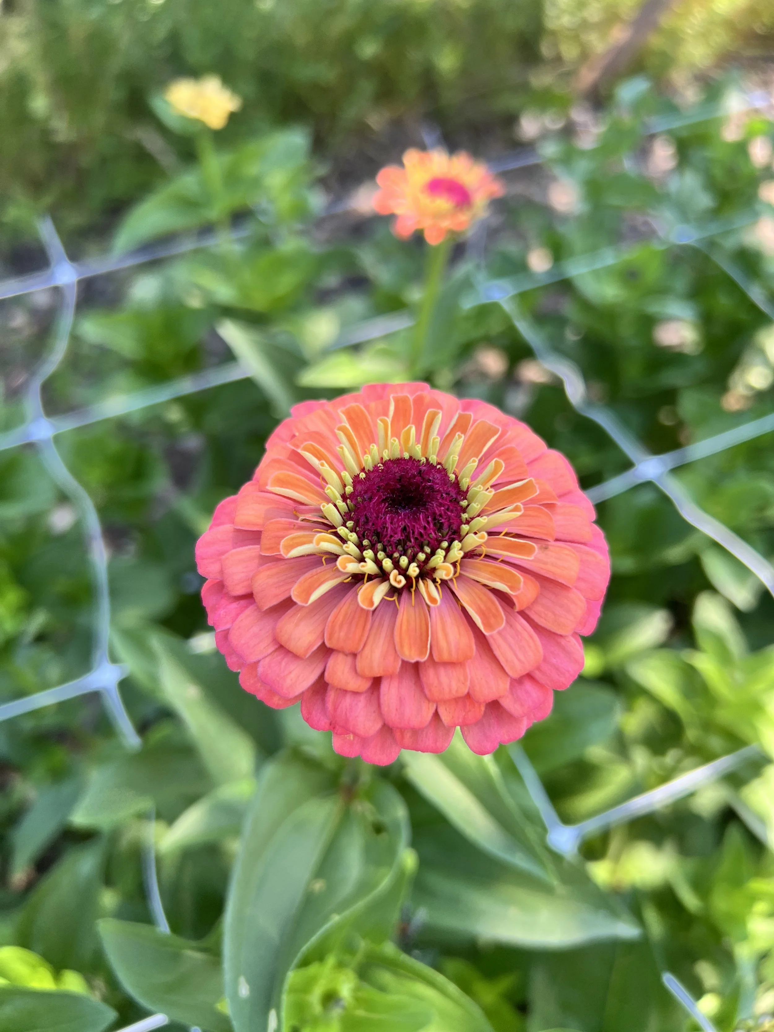 Six Blossoms Orchard.jpeg