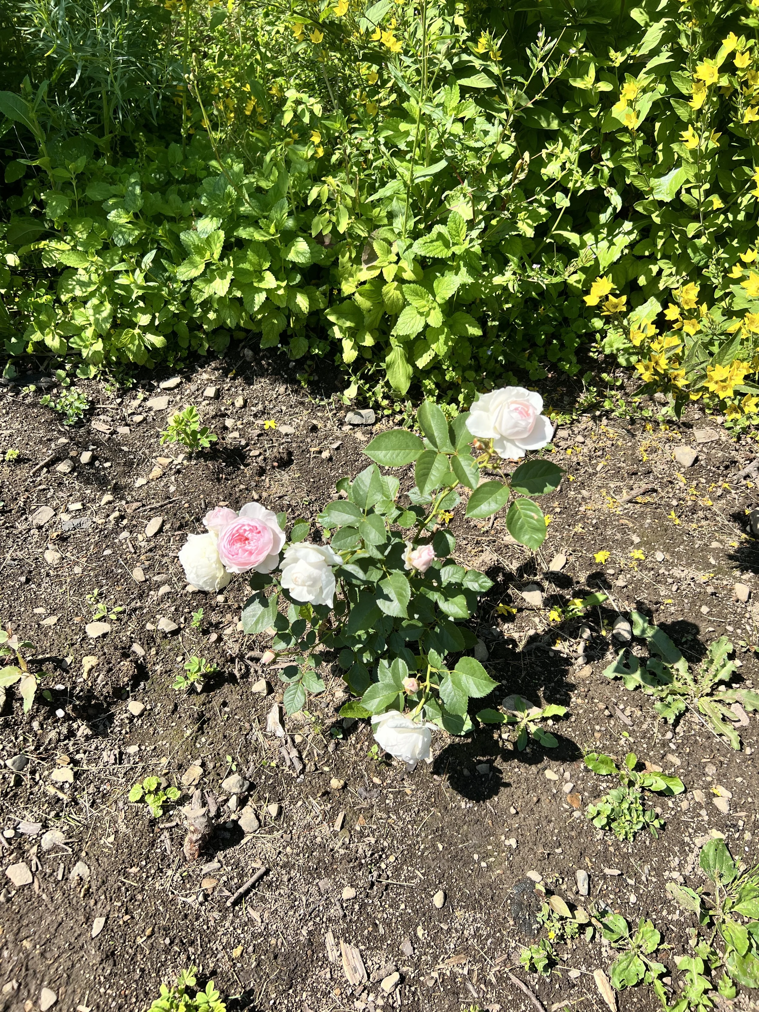 Six Blossoms Orchard Roses.jpeg