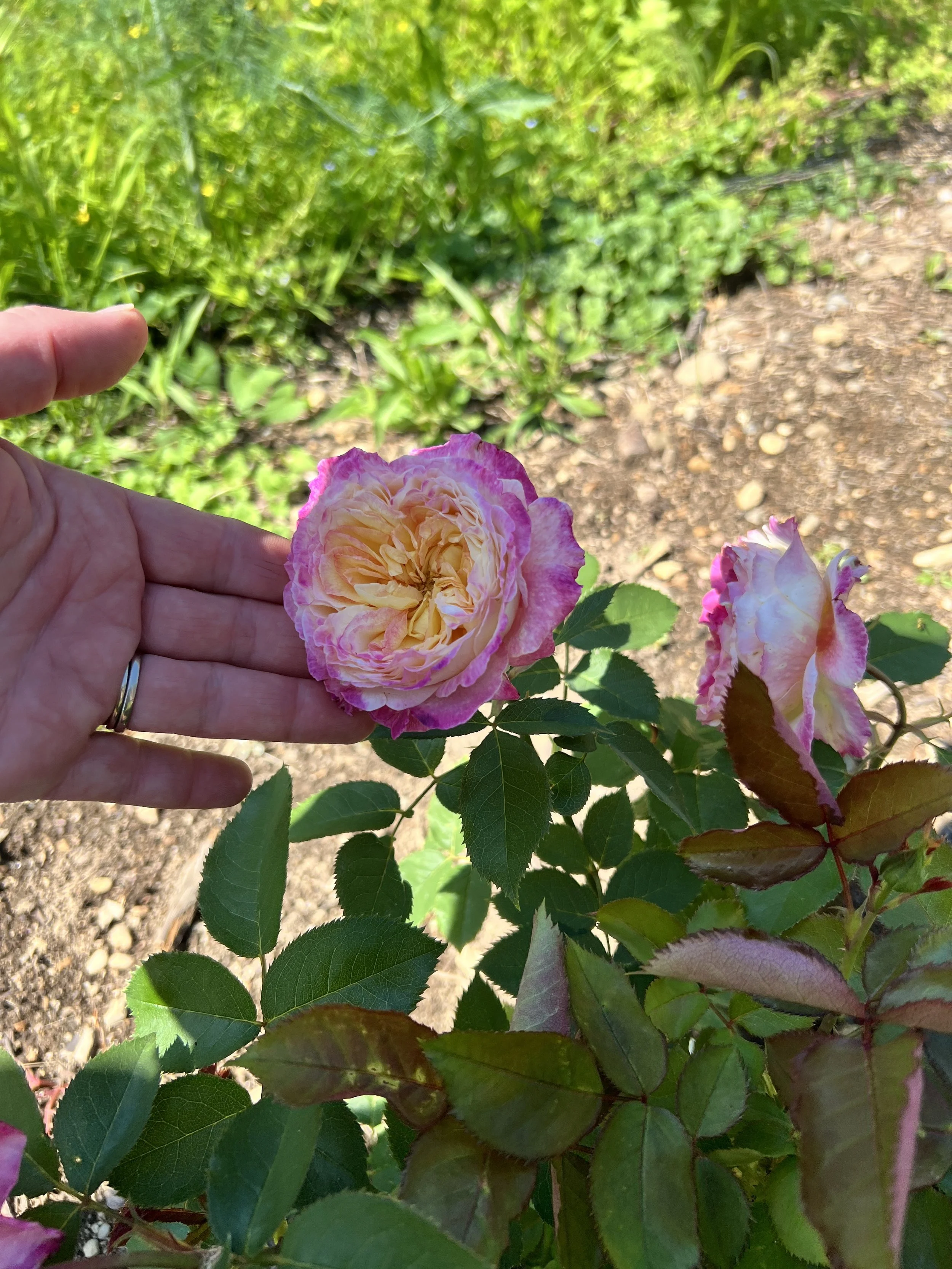 Six Blossoms Orchard 2.jpeg