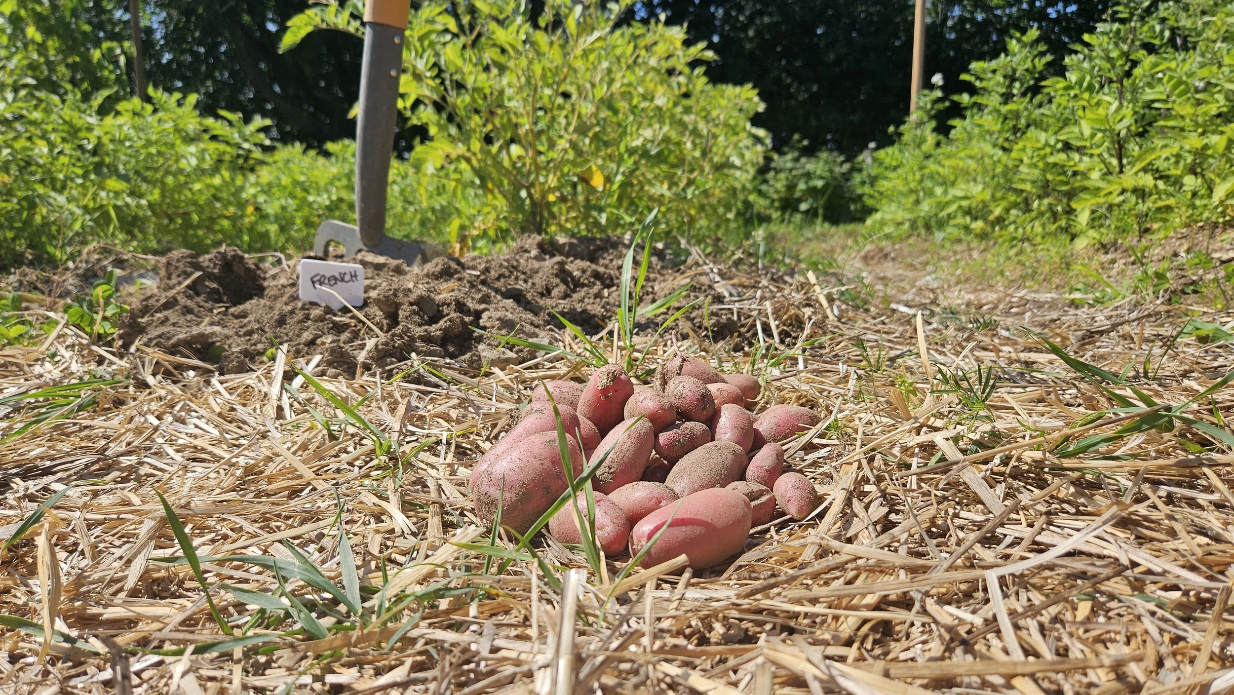 Six Blossoms Orchard -Potatoes2.jpg