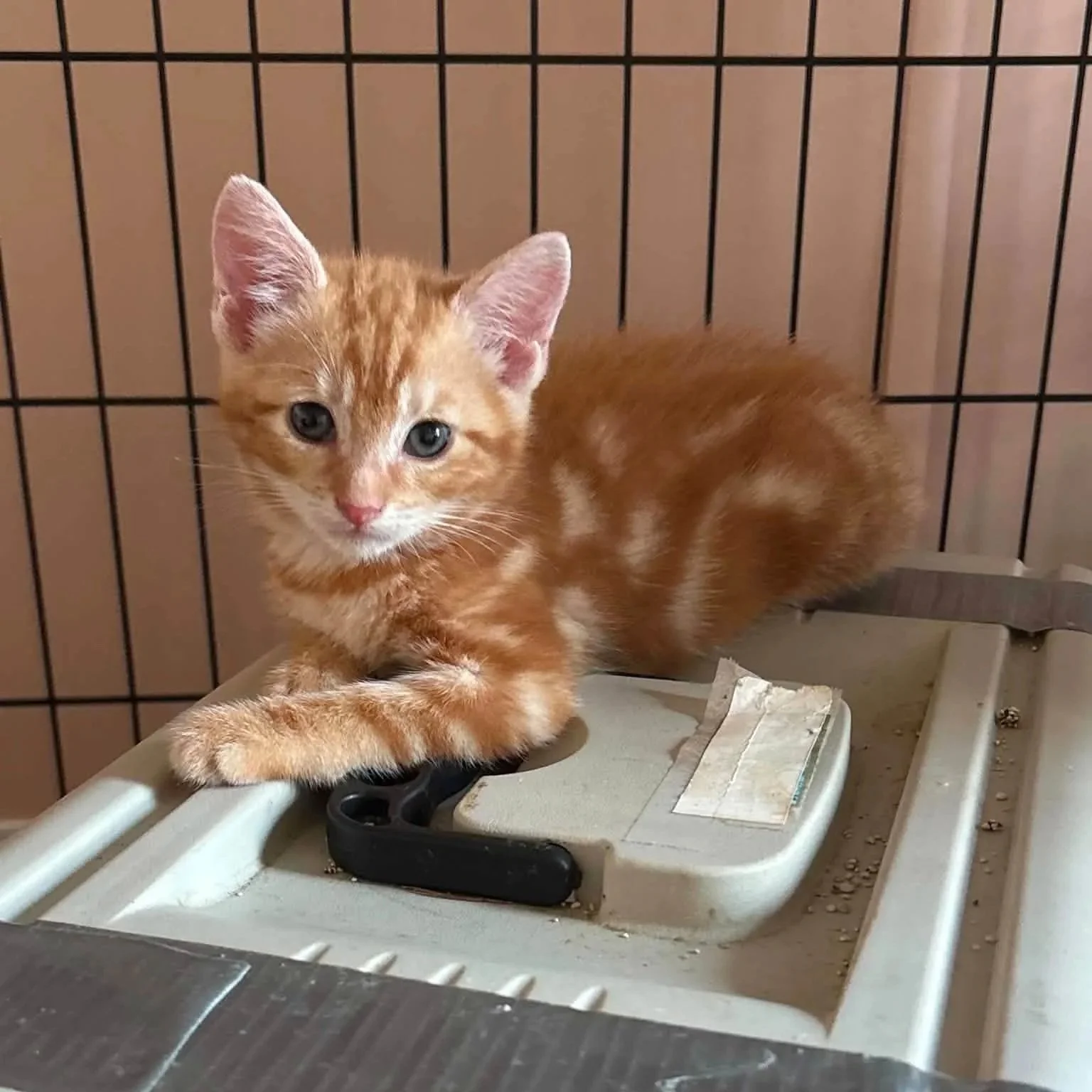 orange+tabby.jpg