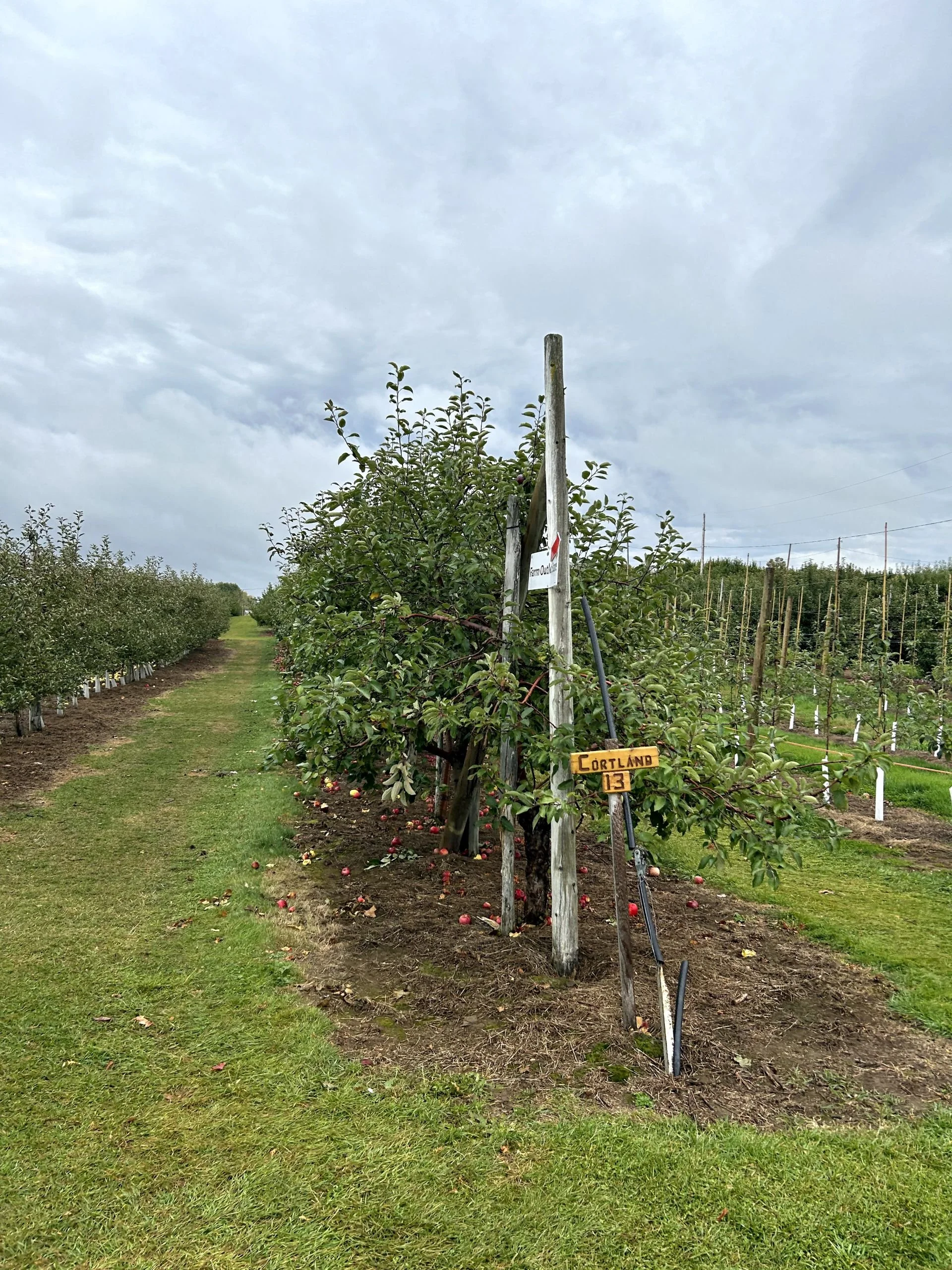 Everett Family Orchard 17.jpg