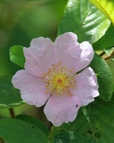 Swamp Rose (Rosa palustris)