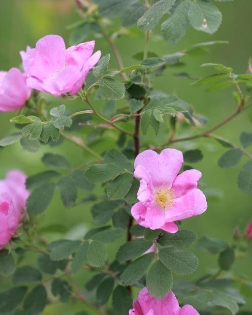 Smooth Rose (Rosa blanda)