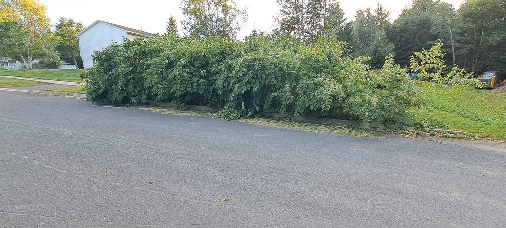 Japanese Knotweed (@joshtompkins)