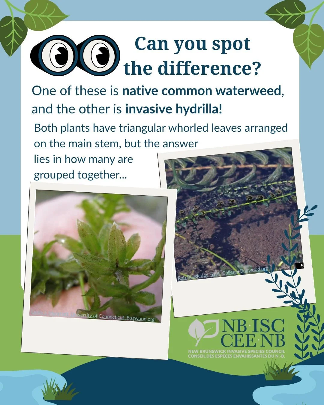 🔍These two submerged plants might look alike underwater, but a closer look helps tell them apart! 

🍃Common Waterweed is a native aquatic plant in NB and has leaves that grow in whorls of three around the stem. Its leaves have smooth edges, giving 
