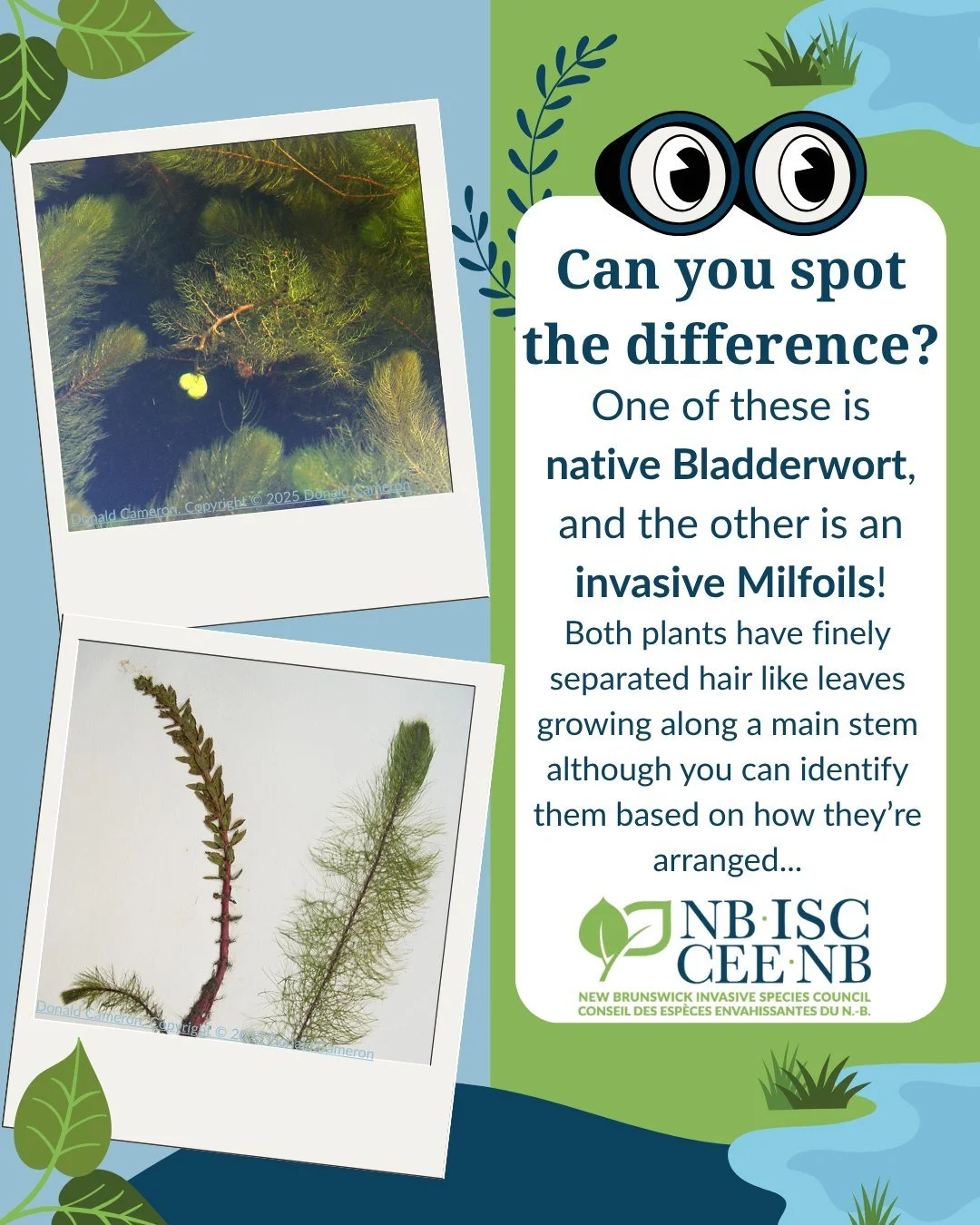 🕵Plants that can look so similar are VERY different once you know what to look for! 

🌿Common Bladderwort is a common aquatic plant in NB. It is a free-floating species meaning it has no roots! Its leaves are finely divided and arranged alternately