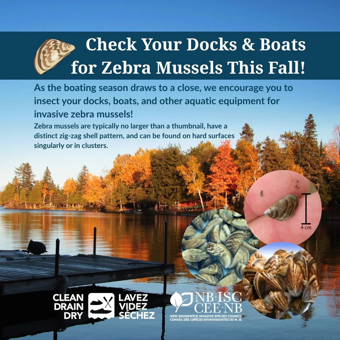 ⏰Attention! Zebra mussel eDNA has been detected in the Wolastoq all the way down to Evandale! 

🤝We are asking residents across the province to throughoughly inspect their docks, boats, and other related aquatic equipment and infrastructure for inva