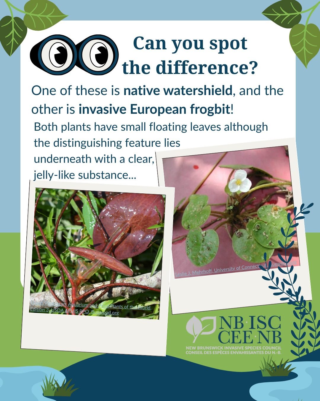 Watershield vs European Frogbit 🐸🌱

🕵Spotting the difference between this native species and its invasive lookalike comes down to what it's hiding underneath. 

🛡Native Watershield is a small lily pad type plant that grows oval-shaped leaves on t