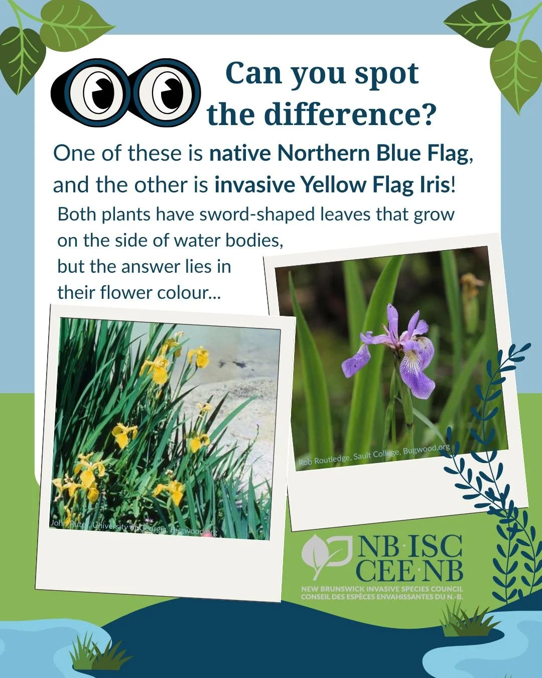 🕵Northern Blue Flag vs Yellow Flag Iris!

🌿Spotting the difference between these two irises can be a bit of a challenge once the flower falls but it is still important to remember the differences. 

🔎The main plants consist of linear, sword-like l