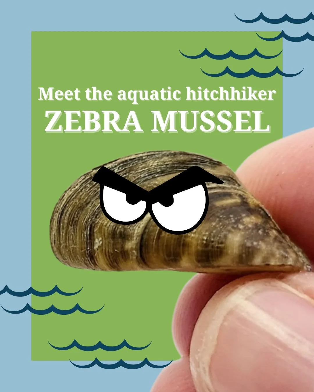 🌊Zebra mussels are a small, invasive freshwater species that do not belong in New Brunswick&rsquo;s lakes and rivers. 

‼️They are named for the dark, zebra-like stripes on their shells and are usually no bigger than a fingernail. While they may loo