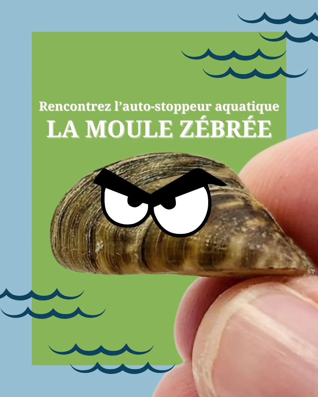 🌊Les moules z&eacute;br&eacute;es sont une petite esp&egrave;ce envahissante d&rsquo;eau douce qui n&rsquo;a pas sa place dans les lacs et les rivi&egrave;res du Nouveau-Brunswick.

‼️Elles tirent leur nom des rayures fonc&eacute;es, semblables &agr
