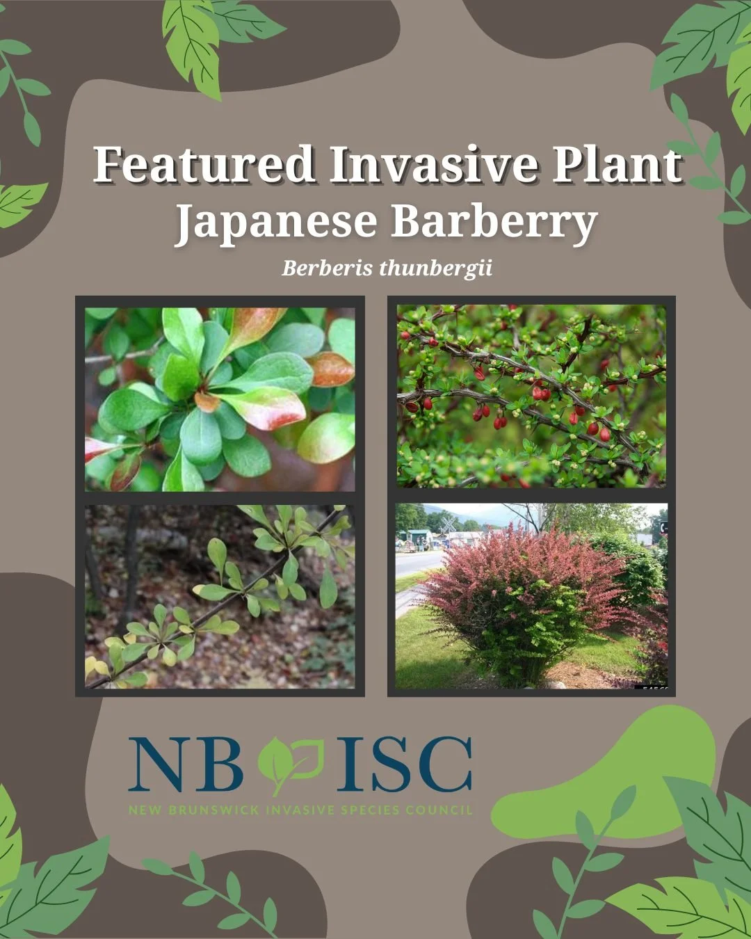 🌿Japanese barberry is a deciduous, woody, invasive shrub in the barberry (Berberidaceae) family. It was originally marketed to replace common barberry (Berberis vulgaris) in hedgerow and garden plantings since B. vulgaris was found to be an alternat