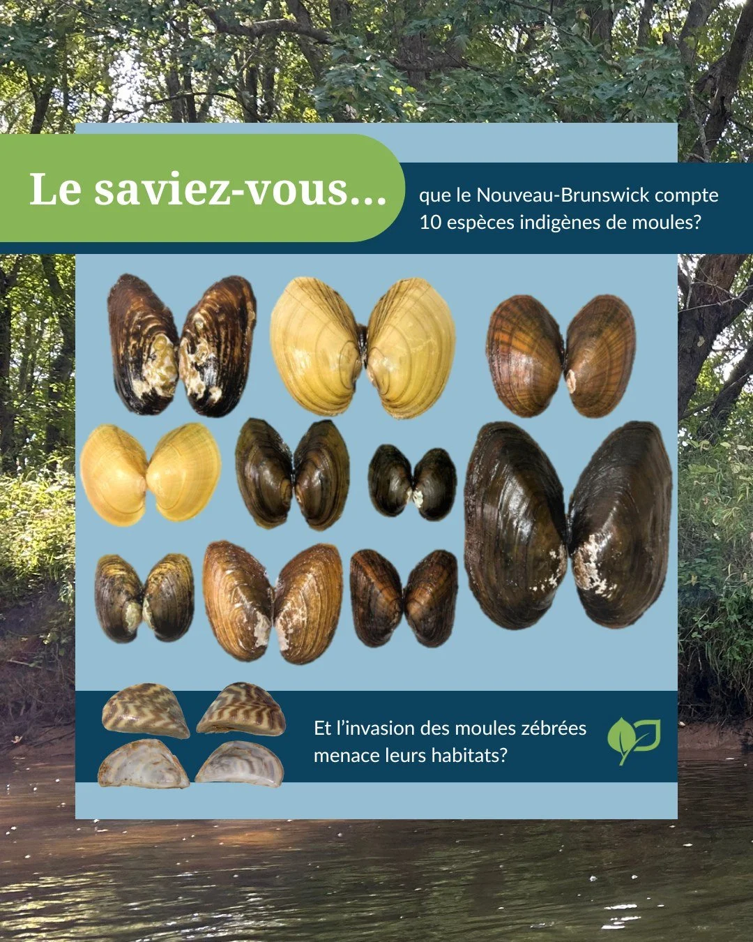 🧐Les moules z&eacute;br&eacute;es ont une apparence tr&egrave;s diff&eacute;rente des 10 esp&egrave;ces de moules d&rsquo;eau douce indig&egrave;nes du Nouveau-Brunswick&hellip; et savoir faire la diff&eacute;rence est important.

Moules z&eacute;br