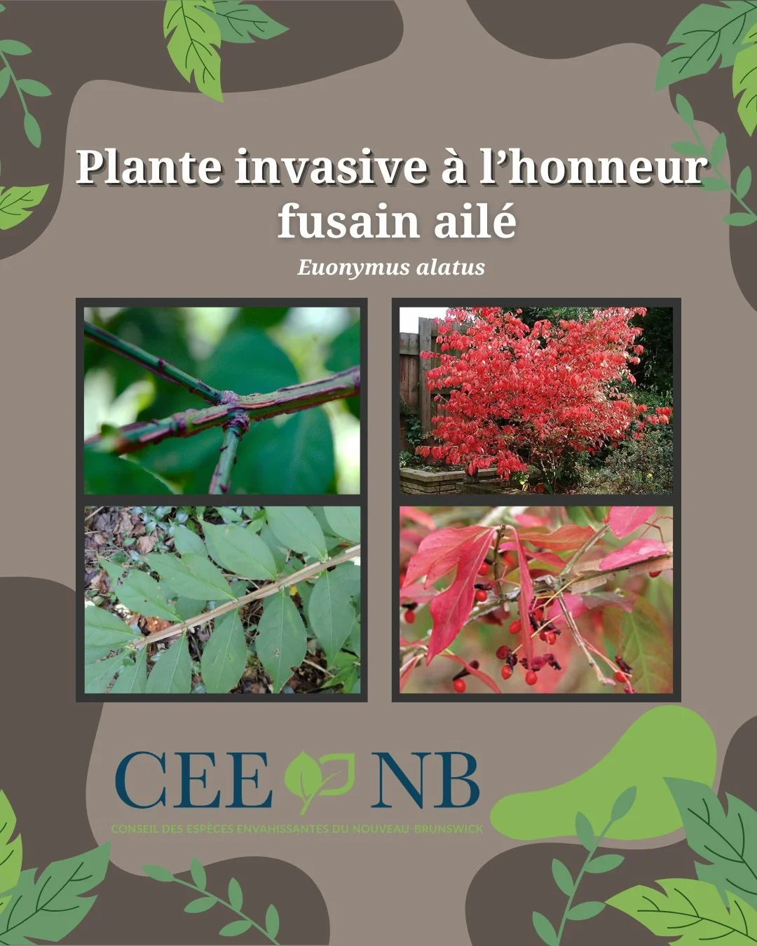 🔥Cet arbuste remarquable peut sembler magnifique en automne avec ses feuilles rouge feu, mais ne vous y trompez pas, c'est une esp&egrave;ce envahissante qui se propage rapidement, supplante les plantes indig&egrave;nes et perturbe les &eacute;cosys