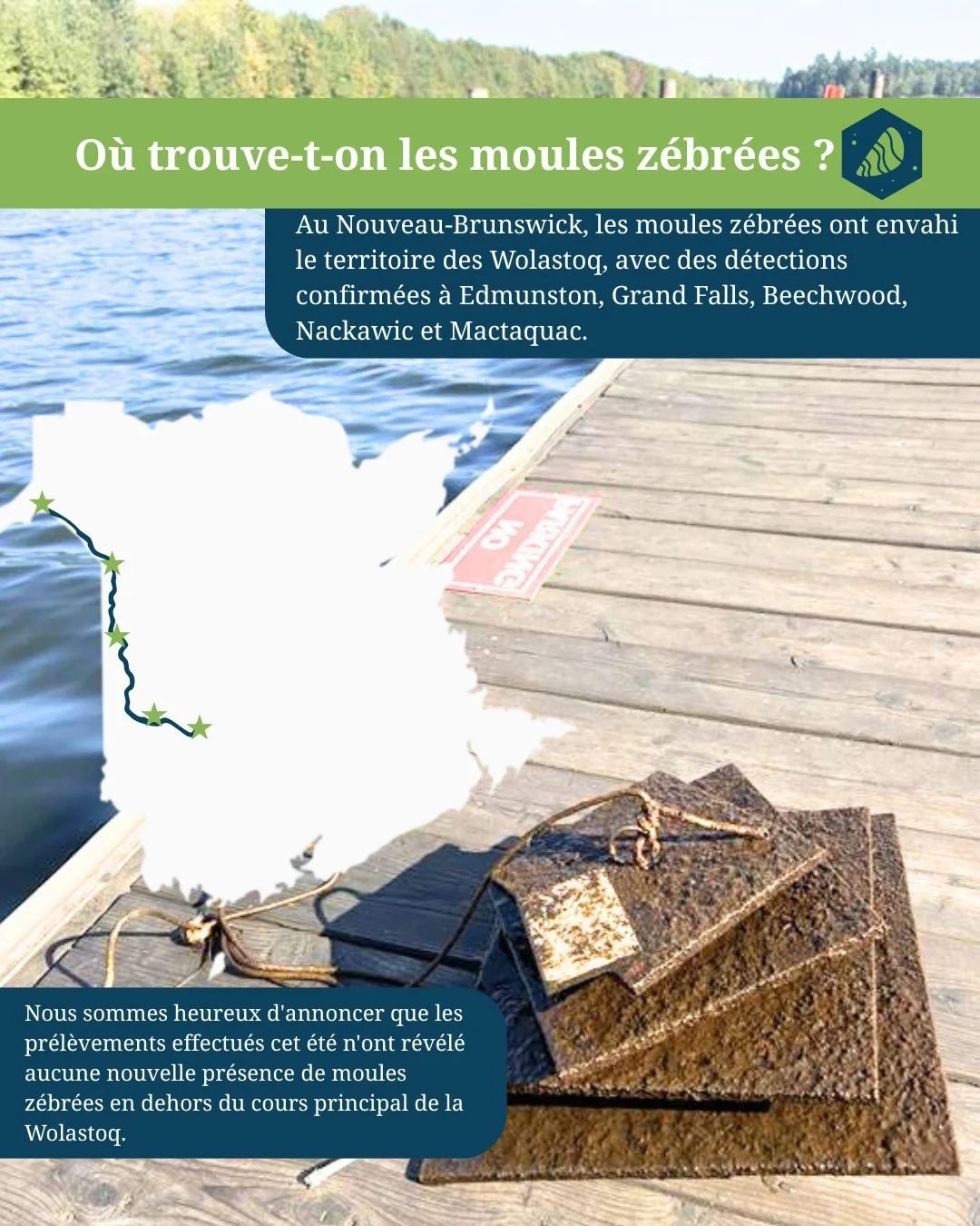 💧O&ugrave; se trouvent les moules z&eacute;br&eacute;es ? 

🧐La pr&eacute;sence de moules z&eacute;br&eacute;es a d&eacute;sormais &eacute;t&eacute; confirm&eacute;e dans certaines parties du r&eacute;seau hydrographique de la rivi&egrave;re Saint-