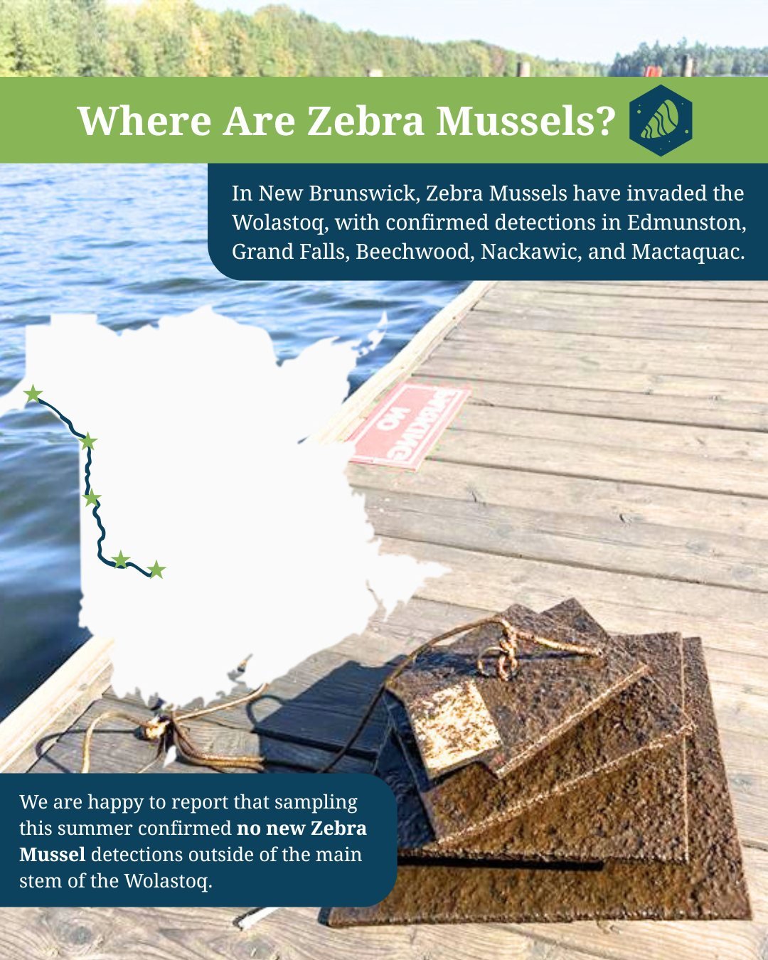 🤔Where are zebra mussels?

💦Zebra mussels have now been confirmed in parts of the Wolastoq /Saint John River system, marking a serious concern for local waterways. 

Confirmed locations include: 
▪ Saint John / Wolastoq River 
▪ Beechwood Generatin