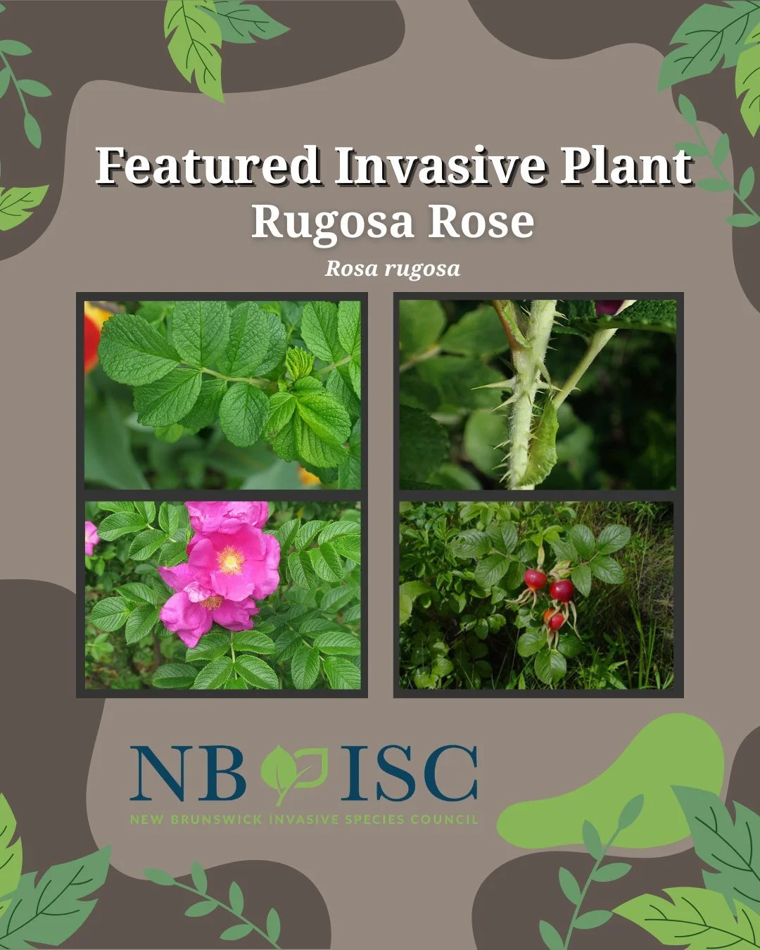 🌹Native to eastern Asia, rugosa rose was introduced to America from Japan as an ornamental plant in the mid-1800s. It is a perennial, deciduous shrub, and can grow up to seven feet tall (3-7ft). Its flowers range from white to dark pink. Its leaves 