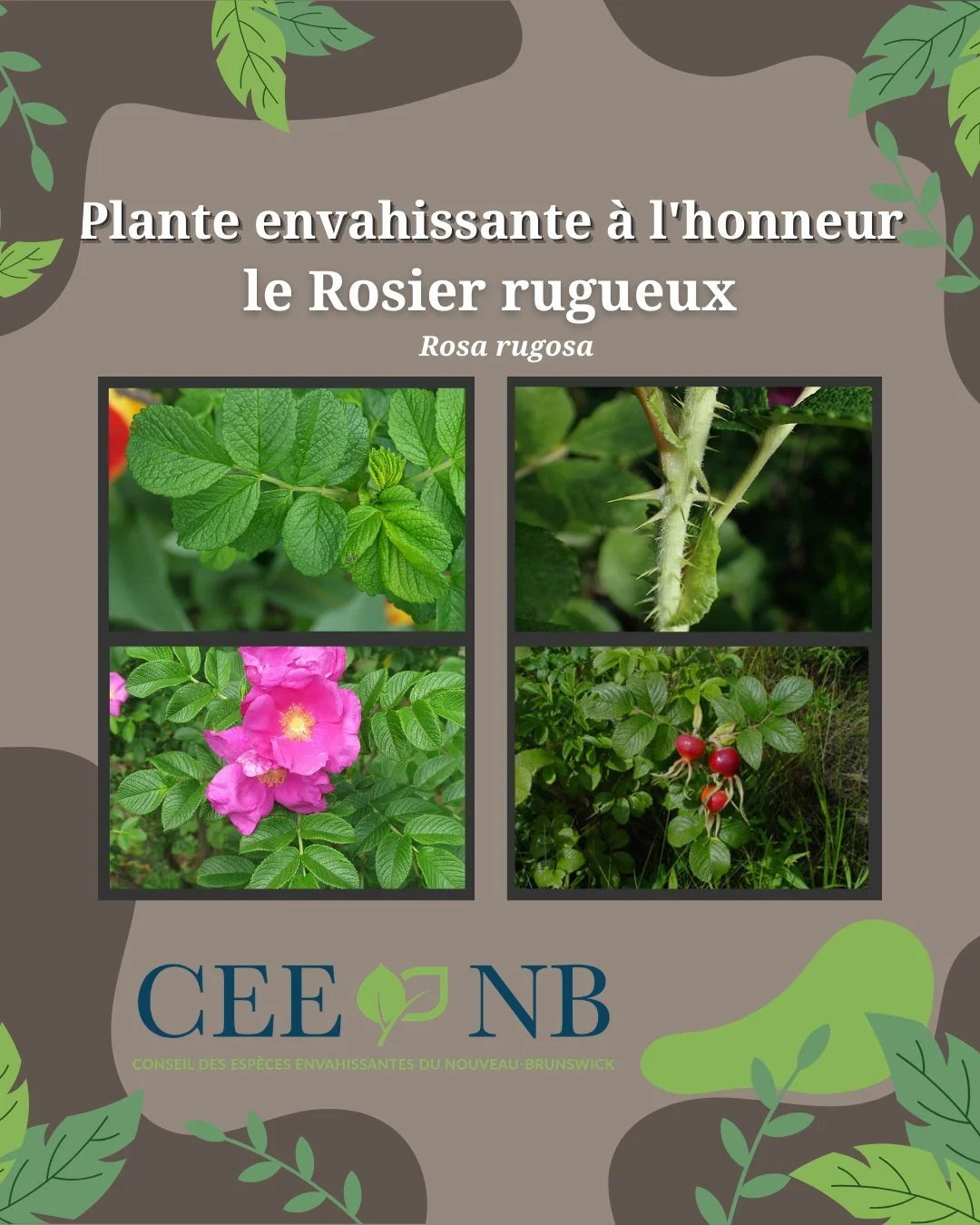 🌹Originaire d'Asie orientale, la rose rugosa a &eacute;t&eacute; introduite en Am&eacute;rique depuis le Japon comme plante ornementale au milieu du XIXe si&egrave;cle. C'est un arbuste vivace &agrave; feuilles caduques qui peut atteindre jusqu'&agr