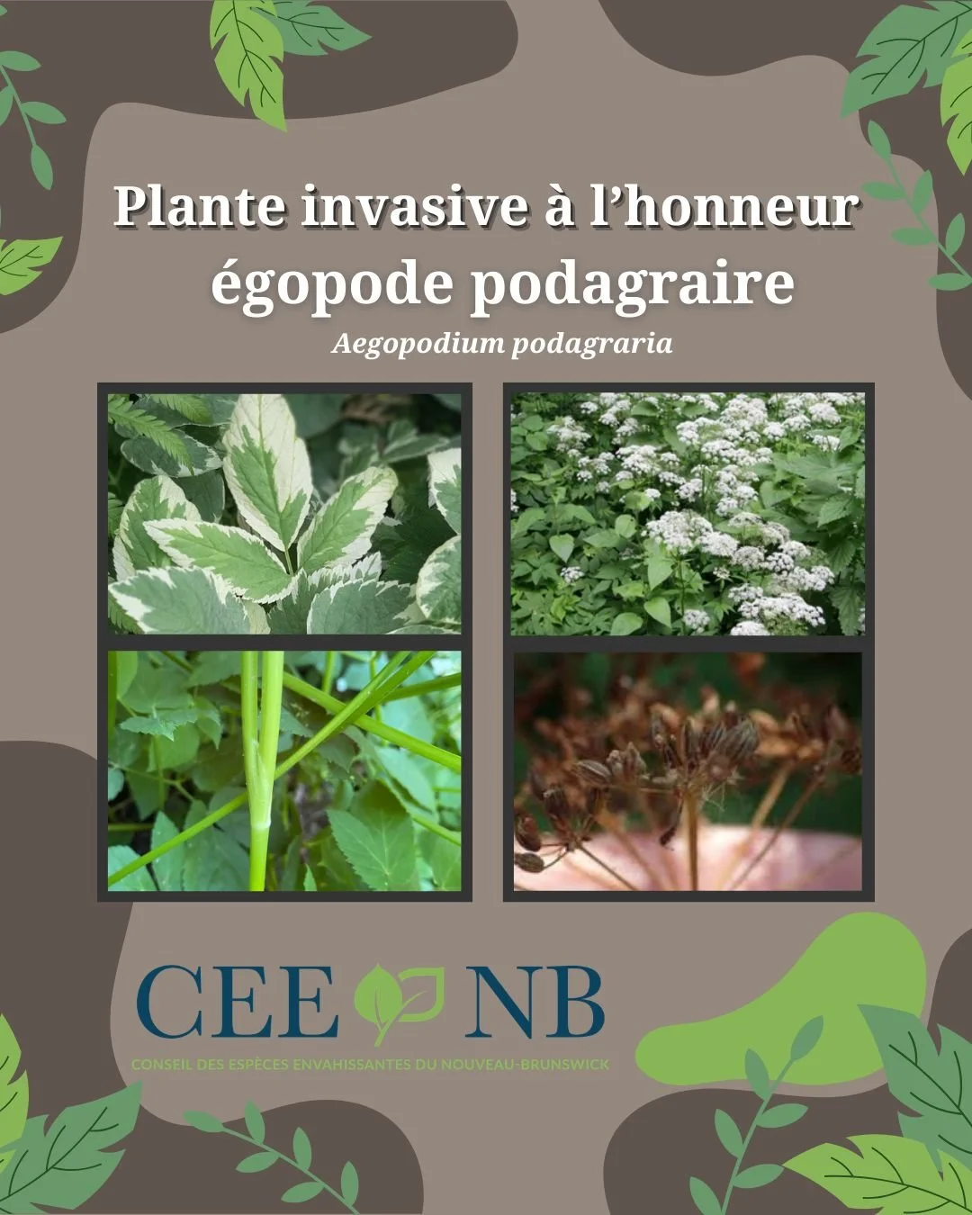 🌿M&eacute;fiez-vous de l'&eacute;gopode podagrique ! L'Aegopodium podagraria est une plante herbac&eacute;e de la famille des carottes originaire d'Europe et d'Asie du Nord. L'&eacute;gopode podagrique est une plante envahissante, car elle tol&egrav