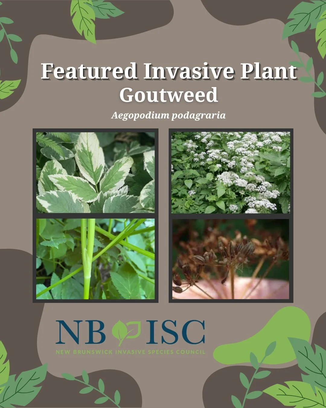 🌿Beware of goutweed! Aegopodium podagraria is an herbaceous plant in the carrot family native to Europe and northern Asia. Goutweed is an aggressive invader as it is shade-tolerant and regenerates and spreads vigorously through rhizomes (an undergro