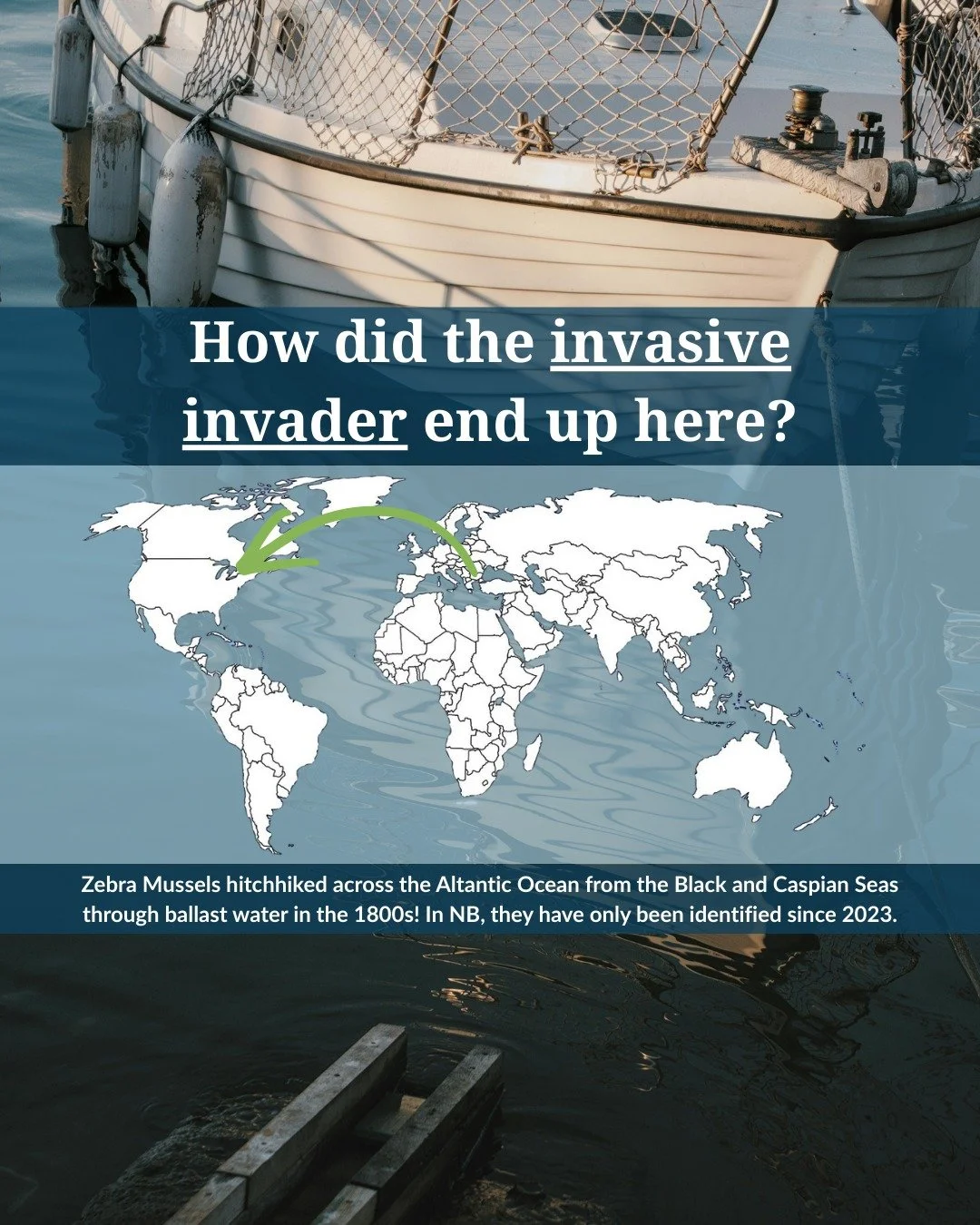 🌊Zebra mussels are not native to North America. Zebra mussels are native to the Black and Caspian seas region in southeastern Europe. They entered the Great Lakes in the late 1980s through ballast water discharged from ships. Since then, they have s