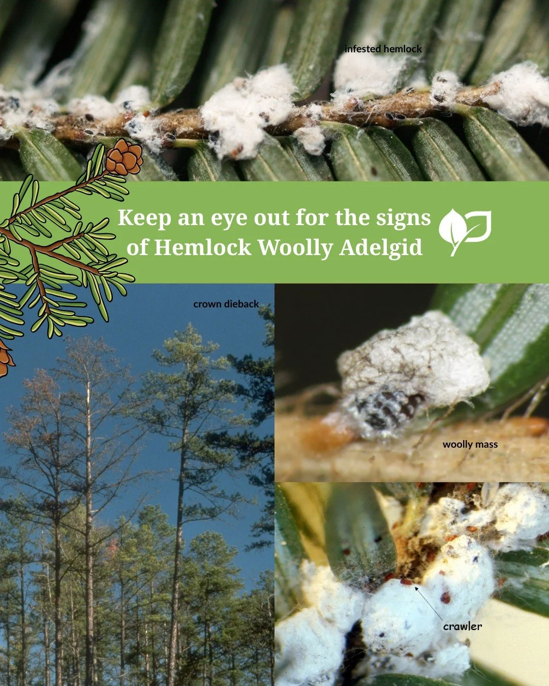 🫵Have you heard of Hemlock Woolly Adelgid (HWA)? 

🌲HWA is an invasive insect that feeds on hemlock trees. While HWA has not been confirmed in New Brunswick, it is present in Nova Scotia. Early detection and prevention are key to protecting our for