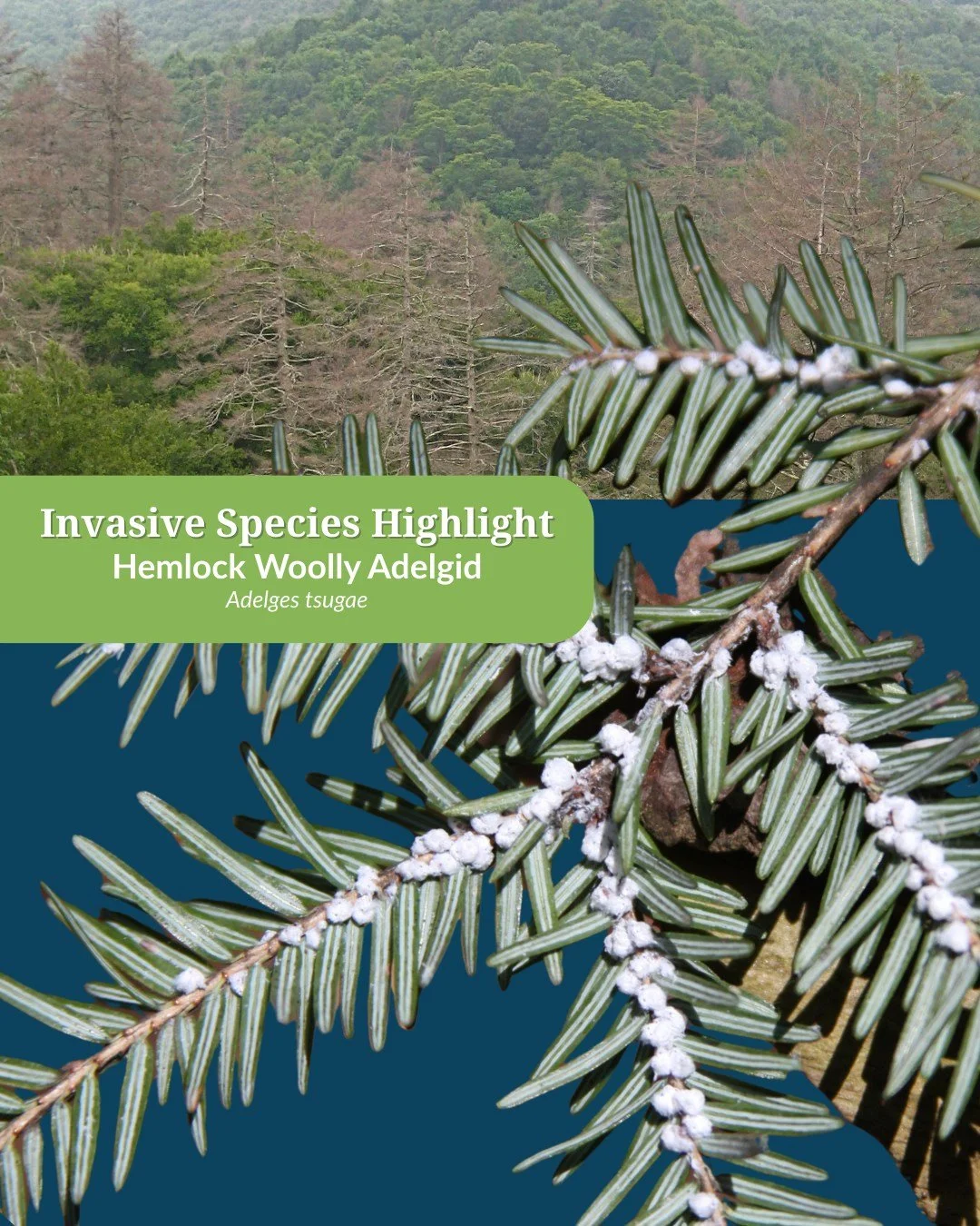 🤏A tiny insect with a big impact&hellip; 

🌲Hemlock woolly adelgid (HWA) might be small, but it poses a serious threat to New Brunswick's forests&mdash;putting millions eastern hemlock trees at risk. Protecting hemlock trees is important as they ar