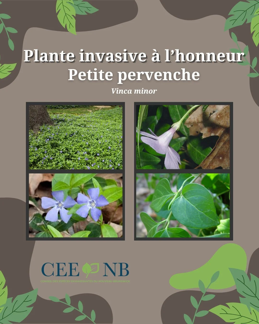 💐La petite pervenche &eacute;tait une plante ornementale couvre-sol appr&eacute;ci&eacute;e pour sa croissance rapide et sa couverture dense, qui a &eacute;t&eacute; d&eacute;lib&eacute;r&eacute;ment introduite depuis l'Europe.  Cependant, elle s'es