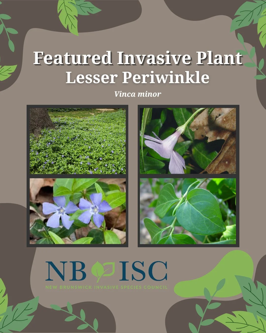 🌷Lesser periwinkle was an ornamental groundcover popular for its fast growth and dense coverage that was deliberately introduced from Europe.  However, it has since escaped captivity and spread rapidly through NB forest&rsquo;s understories, choking
