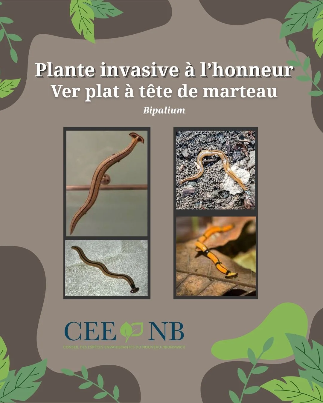 🪱Les vers plats Bipalium (commun&eacute;ment appel&eacute;s &laquo; ver plat &agrave; t&ecirc;te de marteau &raquo;) sont des vers plats pr&eacute;dateurs envahissants originaires d&rsquo;Asie, d&eacute;sormais d&eacute;tect&eacute;s en Ontario et d