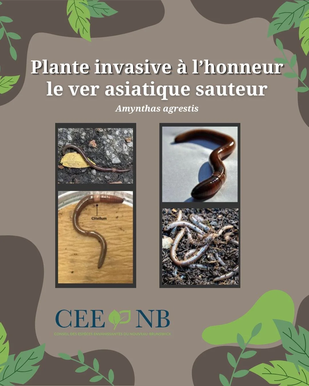 🪱Ils peuvent ressembler &agrave; des vers de terre ordinaires, mais les vers asiatique sauteurs (Amynthas spp.) sont des nuisibles envahissants qui causent des ravages sur la sant&eacute; des sols. Ces vers consomment la mati&egrave;re organique &ag