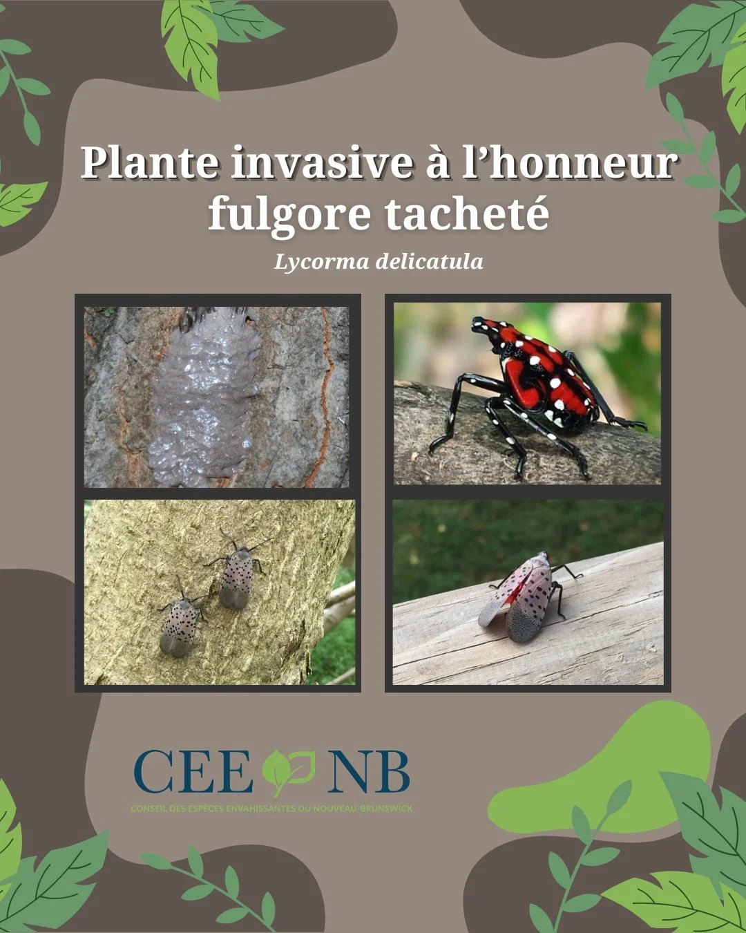 🤢La fulgore tachet&eacute; (Lycorma delicatula) est un insecte envahissant qui se nourrit d&rsquo;une grande vari&eacute;t&eacute; de plantes indig&egrave;nes du Nouveau-Brunswick. Bien que l&rsquo;on ne connaisse pas encore pleinement les r&eacute;