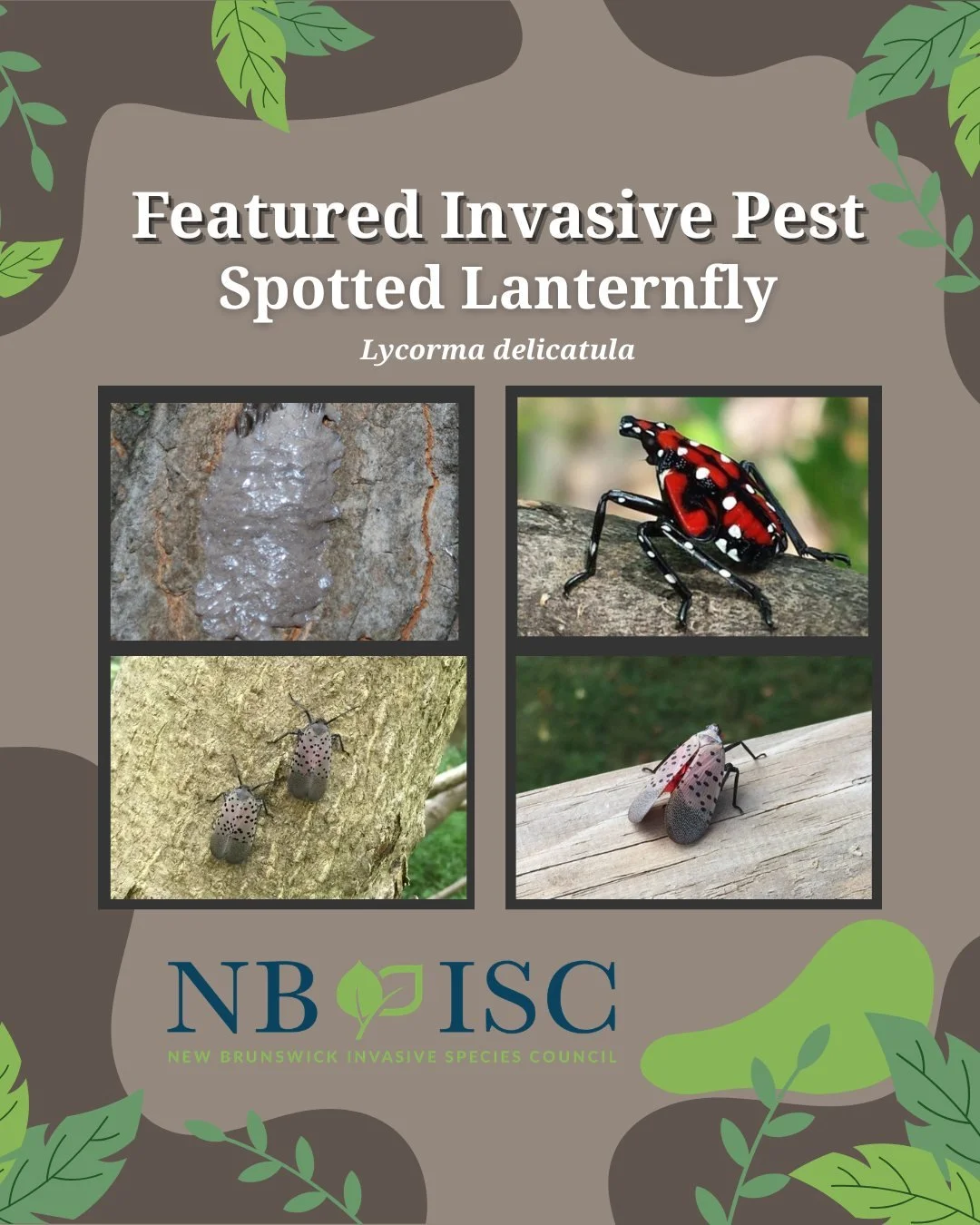 🧐Spotted Lanternflies (Lycorma delicatula) are an invasive insect that feeds on a wide variety of plants native to NB. While the full impacts of SLF are unknown, the insect will negatively impact agricultural and tourism industries and impact NB&rsq
