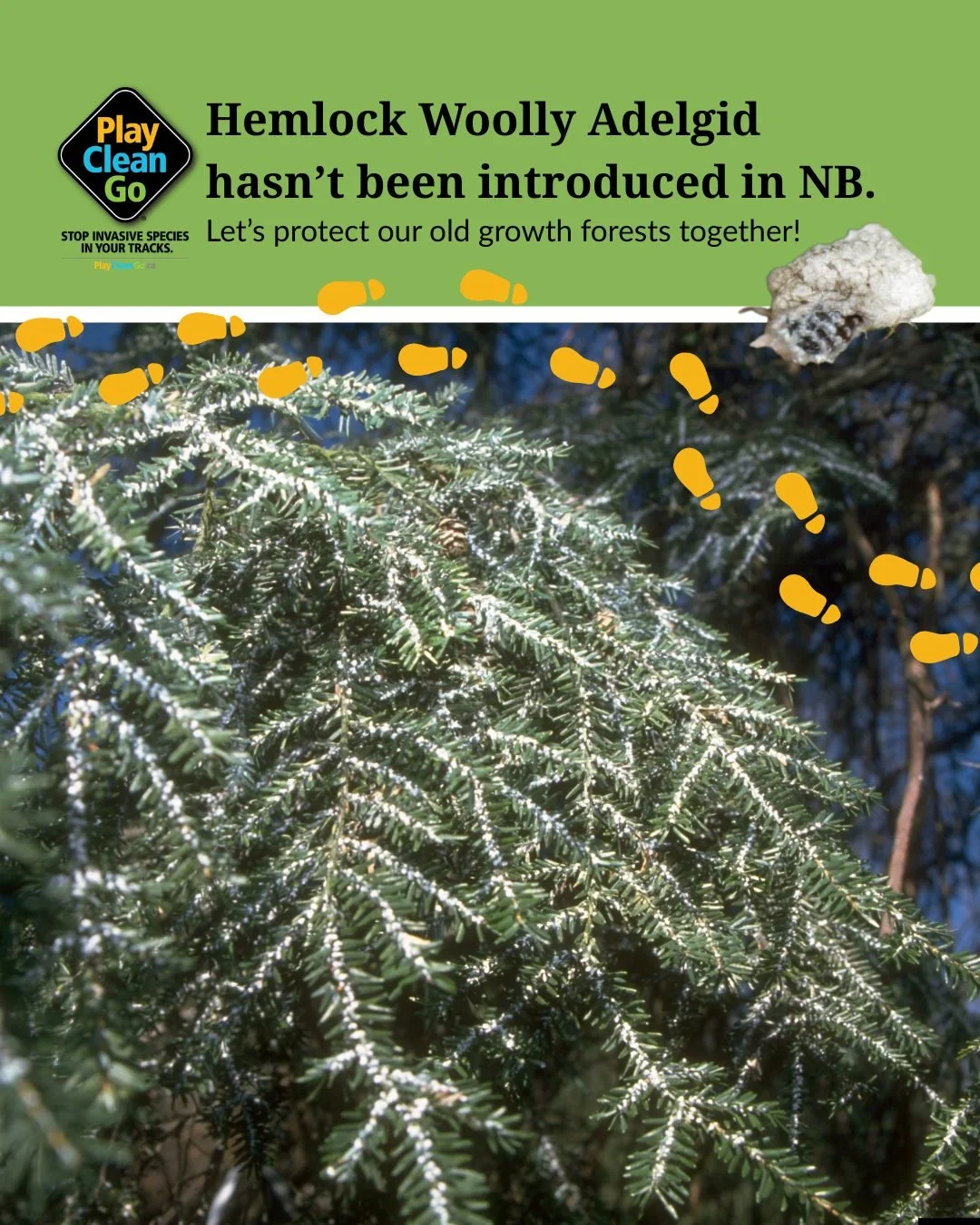 🐛Hemlock woolly adelgid hasn&rsquo;t been introduced to NB yet, and we&rsquo;d like to keep it that way! 

🥾These little pests target our Eastern hemlock trees, defoliating the branches and ultimately killing the tree. One way we can help stop the 