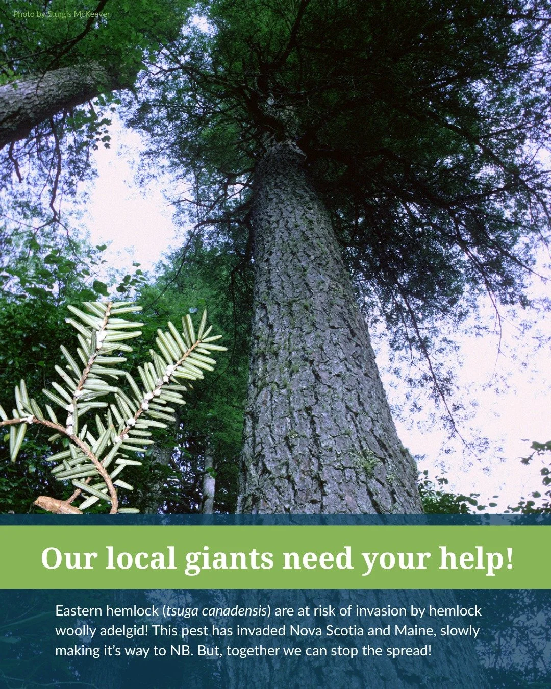 🌲Did you know that Eastern hemlock is essential to NB&rsquo;s old  growth forests? 

🐛Hemlock woolly adelgid (HWA) puts these trees at risk! The HWA is a non-native, aphid-like insect that targets and ultimately kills hemlock trees. HWA is primaril