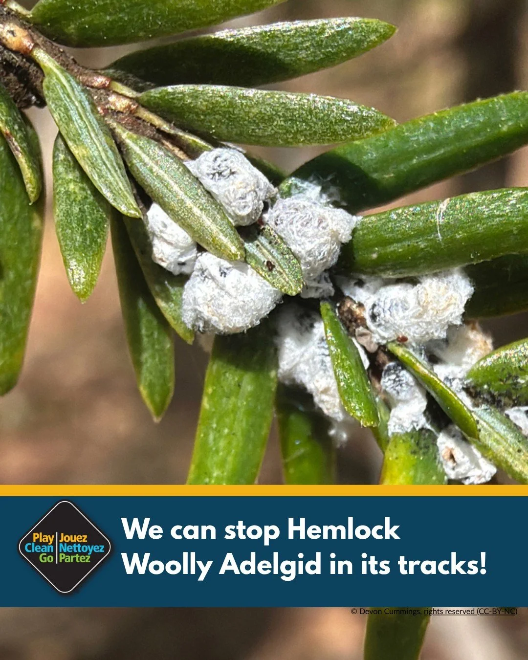 🌲This tiny insect, no bigger than the head of a pin, poses a serious threat to millions of acres of hemlock forests across the eastern United States and Canada.

🔎 HWA use tiny mouthparts to suck fluids from hemlock trees, and can be found stationa