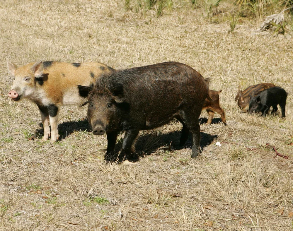Wild Pigs — New Brunswick Invasive Species Council