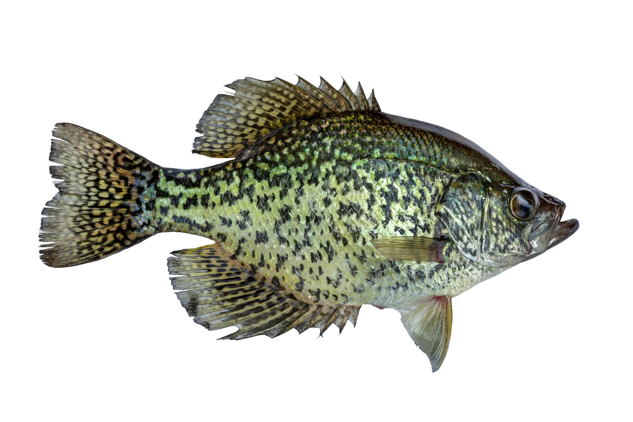 Black Crappie