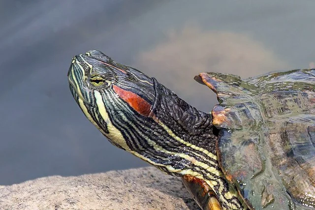 Red-eared Sliders — New Brunswick Invasive Species Council