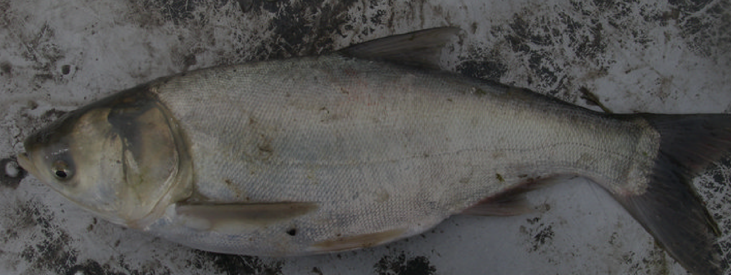 Asian Carps — New Brunswick Invasive Species Council