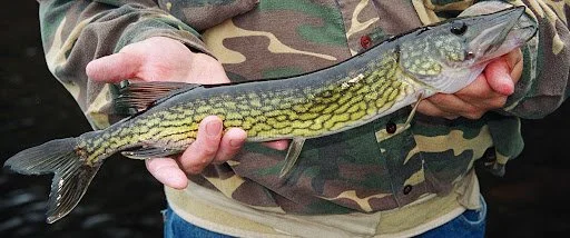 Chain Pickerel