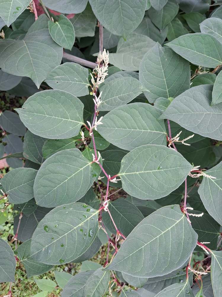 Japanese Knotweed New Brunswick Invasive Species Council japanese-knotweed-new-brunswick-invasive-species-council