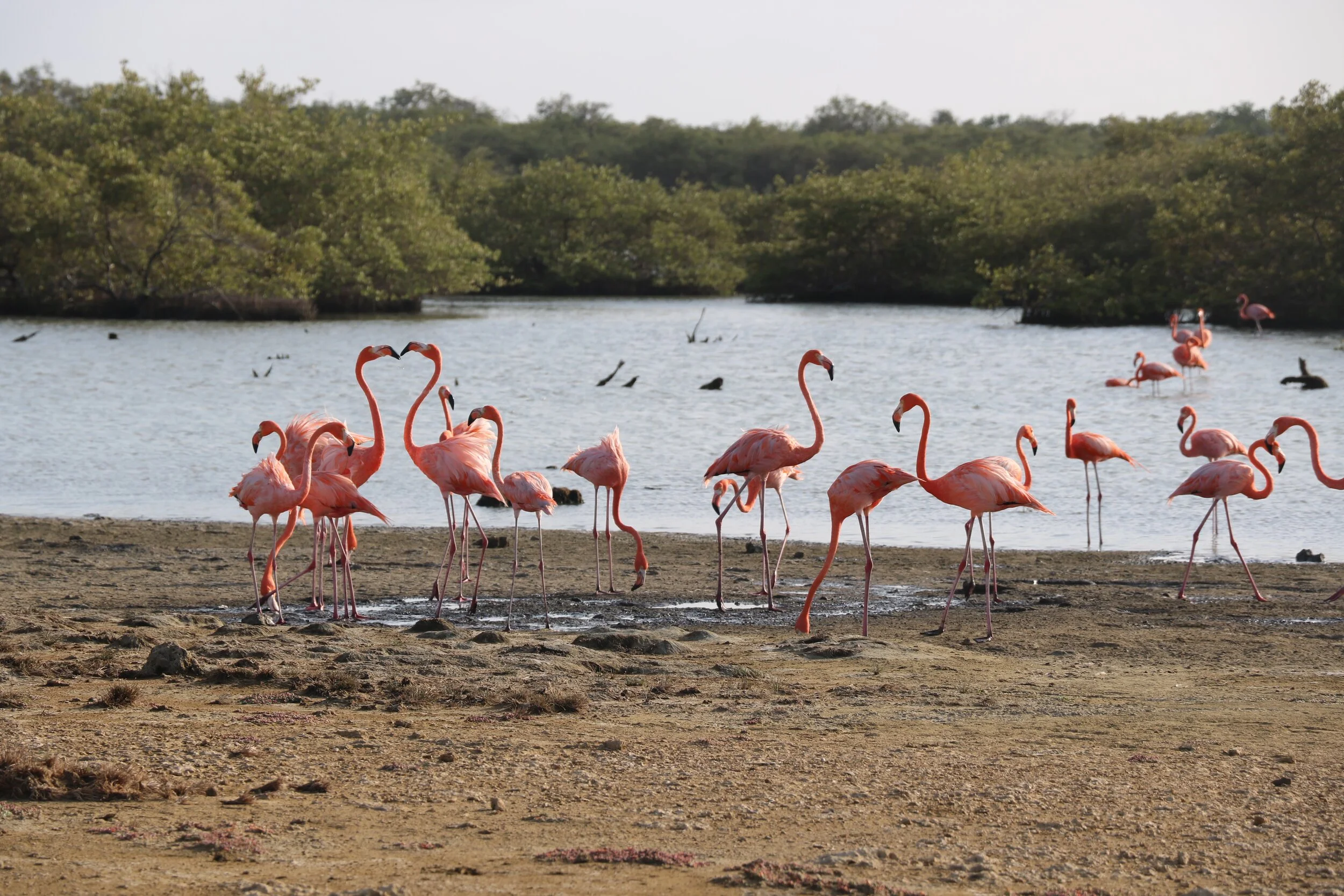 Flamingos on Bonaire