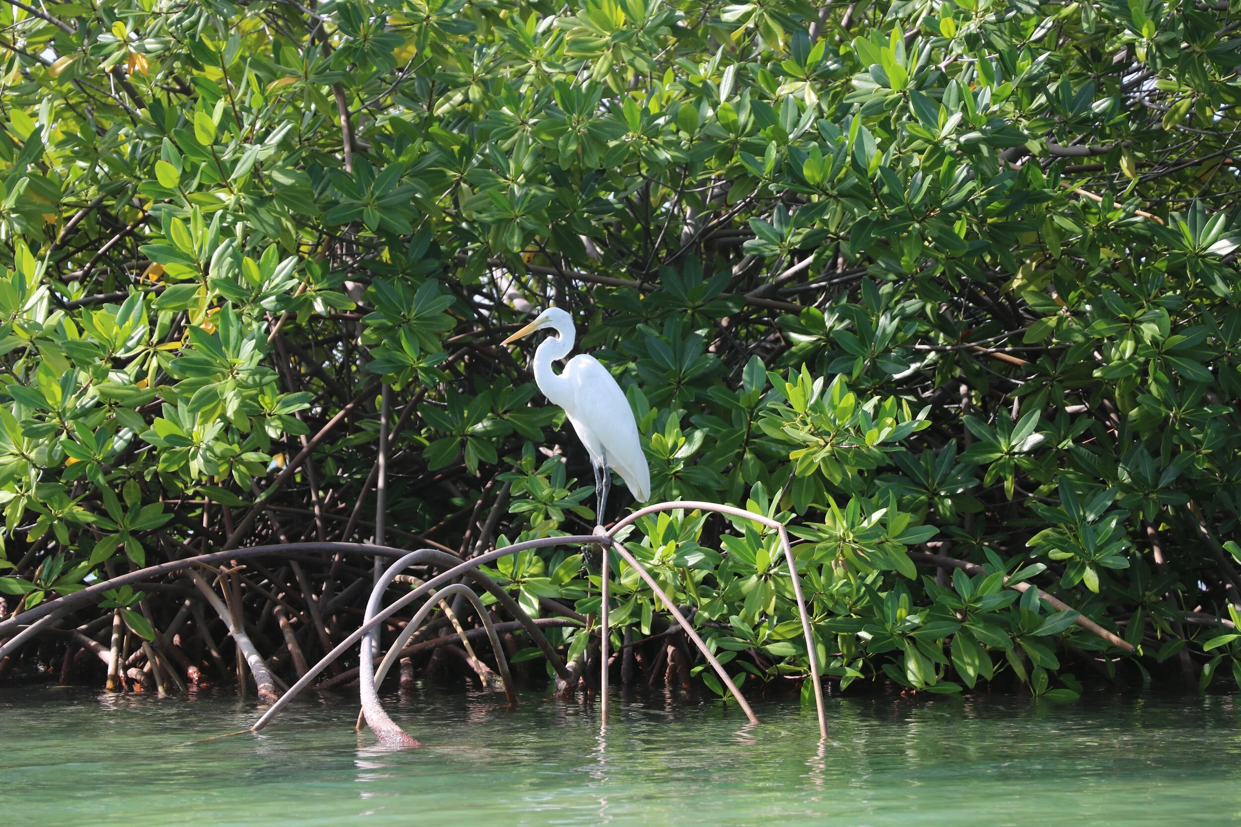 Sea bird Bonaire mangrove