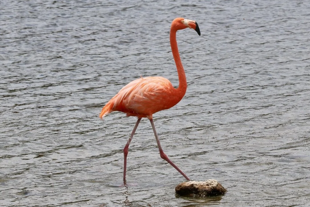 Flamingo on Bonaire