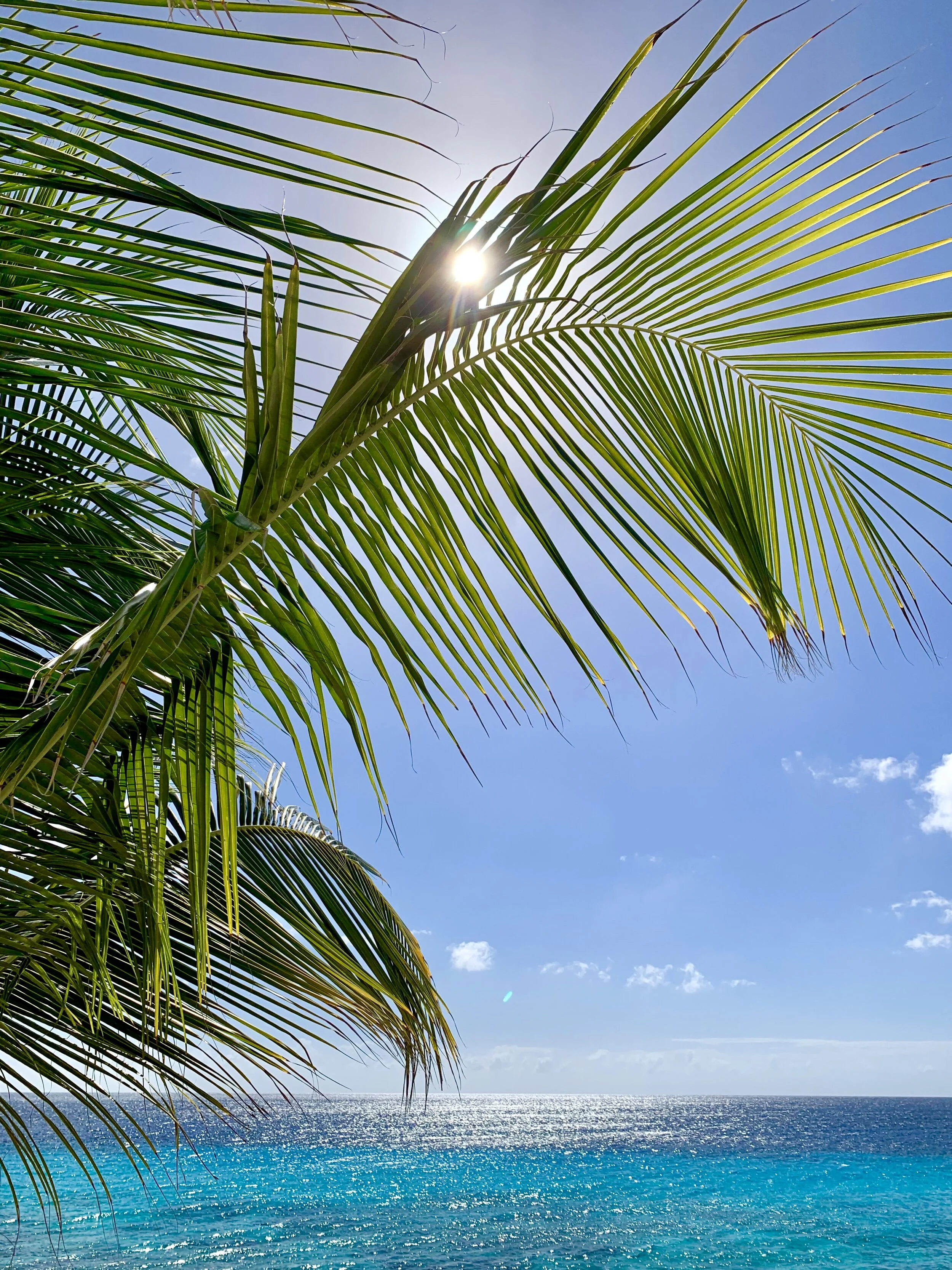 Palm tree, sun and sea