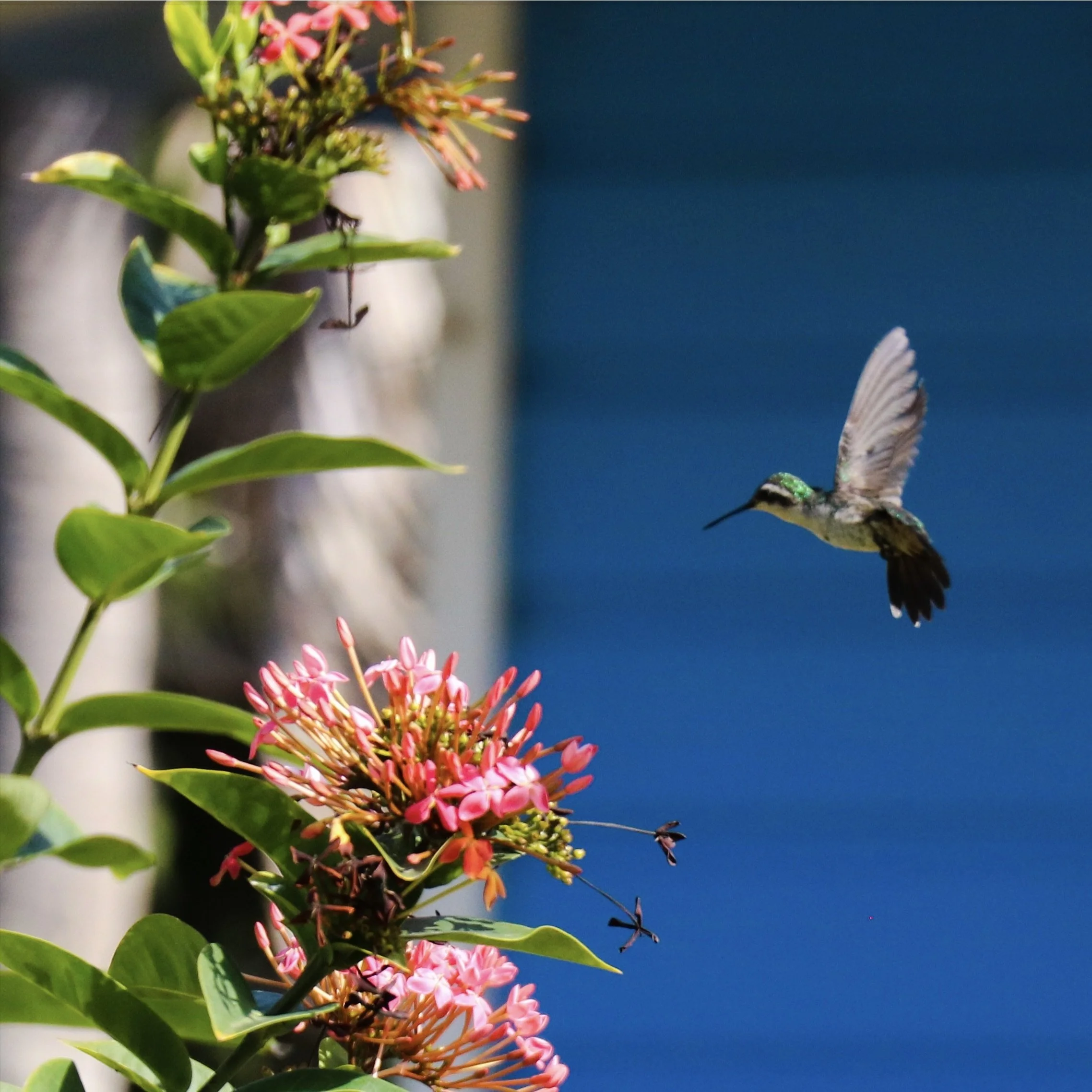 Hummingbird on Bonaire